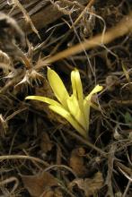 Sterbergia à fleur de colchique © O. Argagnon CBN