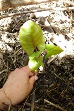 Arrachage précoce d'une plantule de renouée du Japon